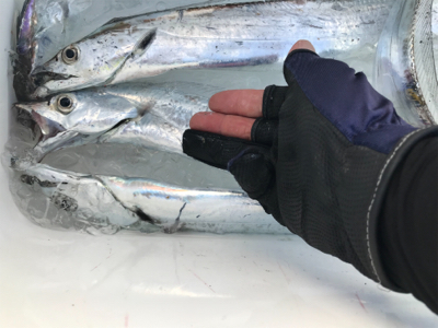 初タチウオです！