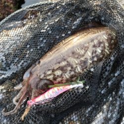 コウイカ狙い 勝利 短時間