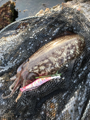 コウイカ狙い 勝利 短時間