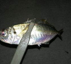 ナイトアジング