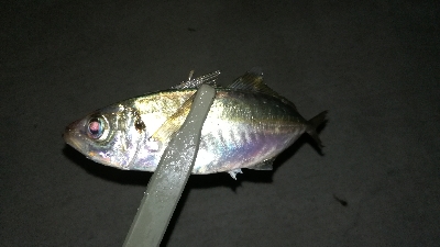 ナイトアジング