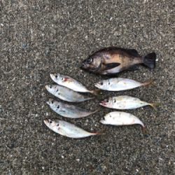 イカおらずアジ