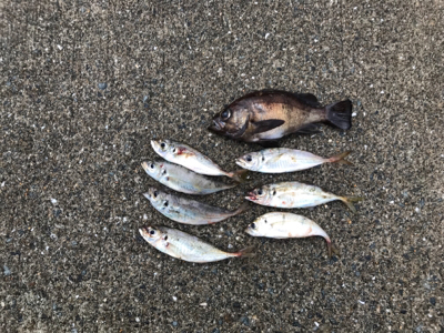 イカおらずアジ