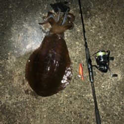 狙い撃ったアオリイカ!きんもちいぃぃ^ ^