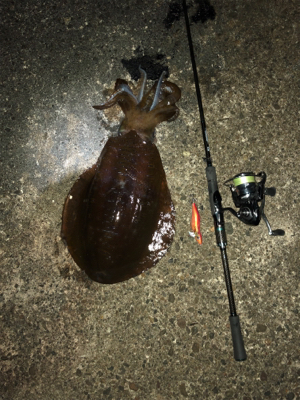 狙い撃ったアオリイカ!きんもちいぃぃ^ ^