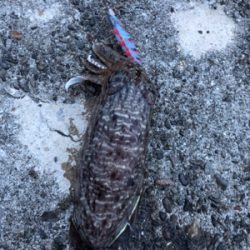 梅雨入り前の釣行