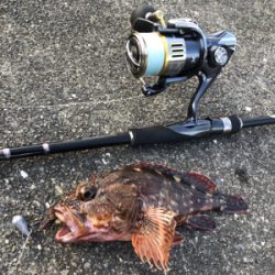 のんびり磯遊び