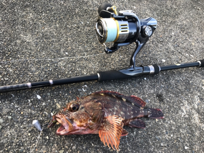 のんびり磯遊び