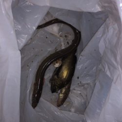 仕事帰りに夜釣り