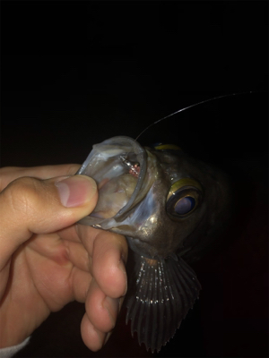 荒れると釣れる