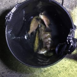 雨上がりのメバリング