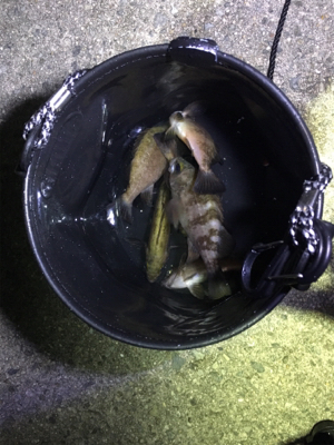 雨上がりのメバリング