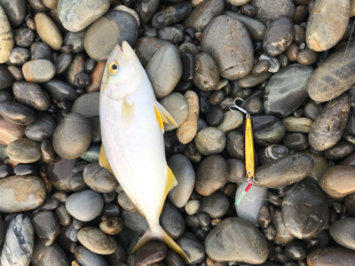 七里御浜ショアジギング