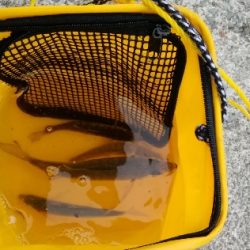 やっとアジに会えました