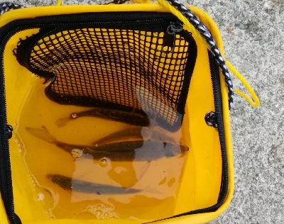 やっとアジに会えました