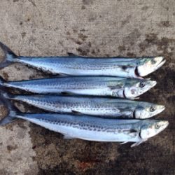 ベイトの群れが大量に回遊!