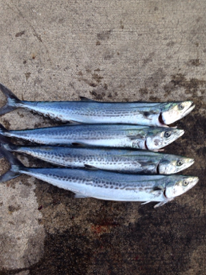 ベイトの群れが大量に回遊！