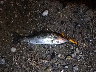 チーバスパラダイス