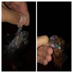 プラッキングでメバル、アジ。