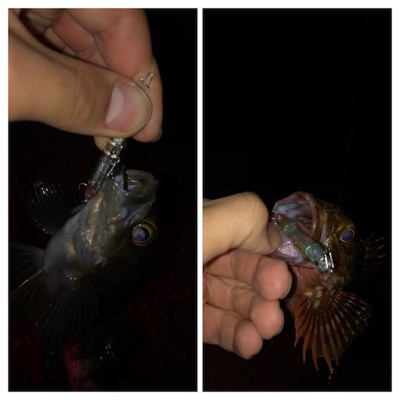 プラッキングでメバル、アジ。