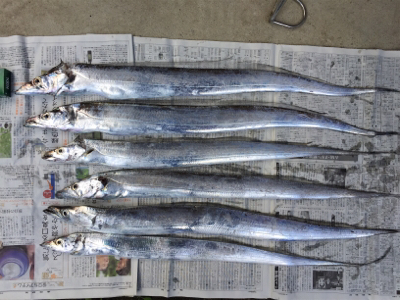 タチウオチェック