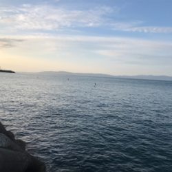 ヒラマサの子？ブリの子？