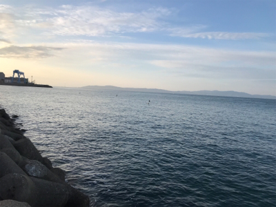 ヒラマサの子？ブリの子？