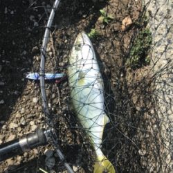 ツバスが釣りたい