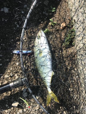 ツバスが釣りたい