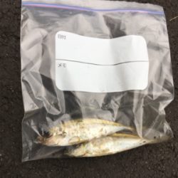 まづめアジング