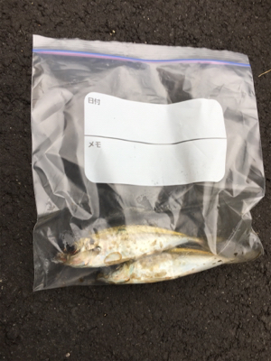 まづめアジング