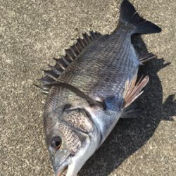今朝は寒く魚の活性高い