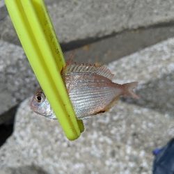 エギング諦めサーフキス