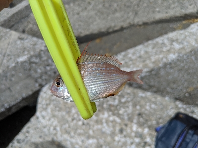 エギング諦めサーフキス