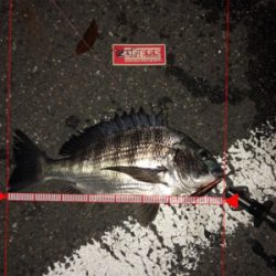 シーバス狙いでチヌ