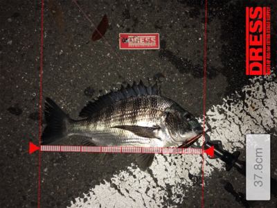 シーバス狙いでチヌ