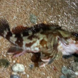 ガッシーフェス