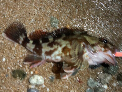 ガッシーフェス