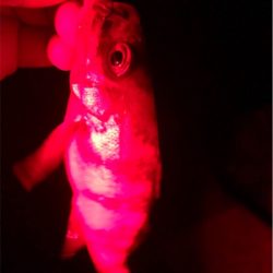 ウィンドウドリフト!