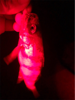 ウィンドウドリフト!