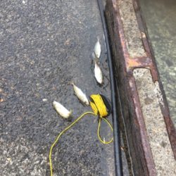 親父たちの釣行 舞鶴編