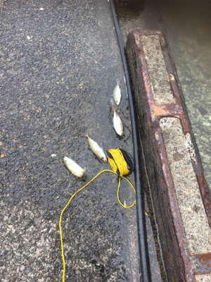 親父たちの釣行 舞鶴編