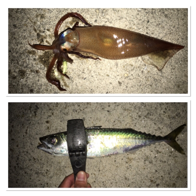 貝塚ライトゲームで色々釣れます。