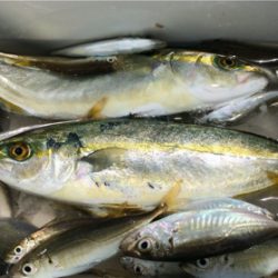 豆アジとツバス