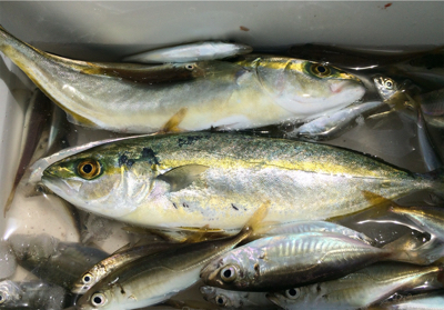 豆アジとツバス