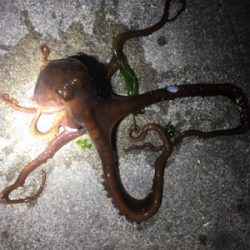 親イカ狙い+コウイカ狙いからの…