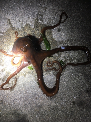 親イカ狙い+コウイカ狙いからの…