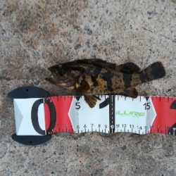 アタリ多数あり