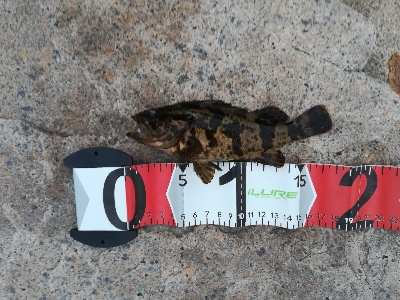 アタリ多数あり