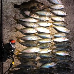 久しぶりのデカメバル！